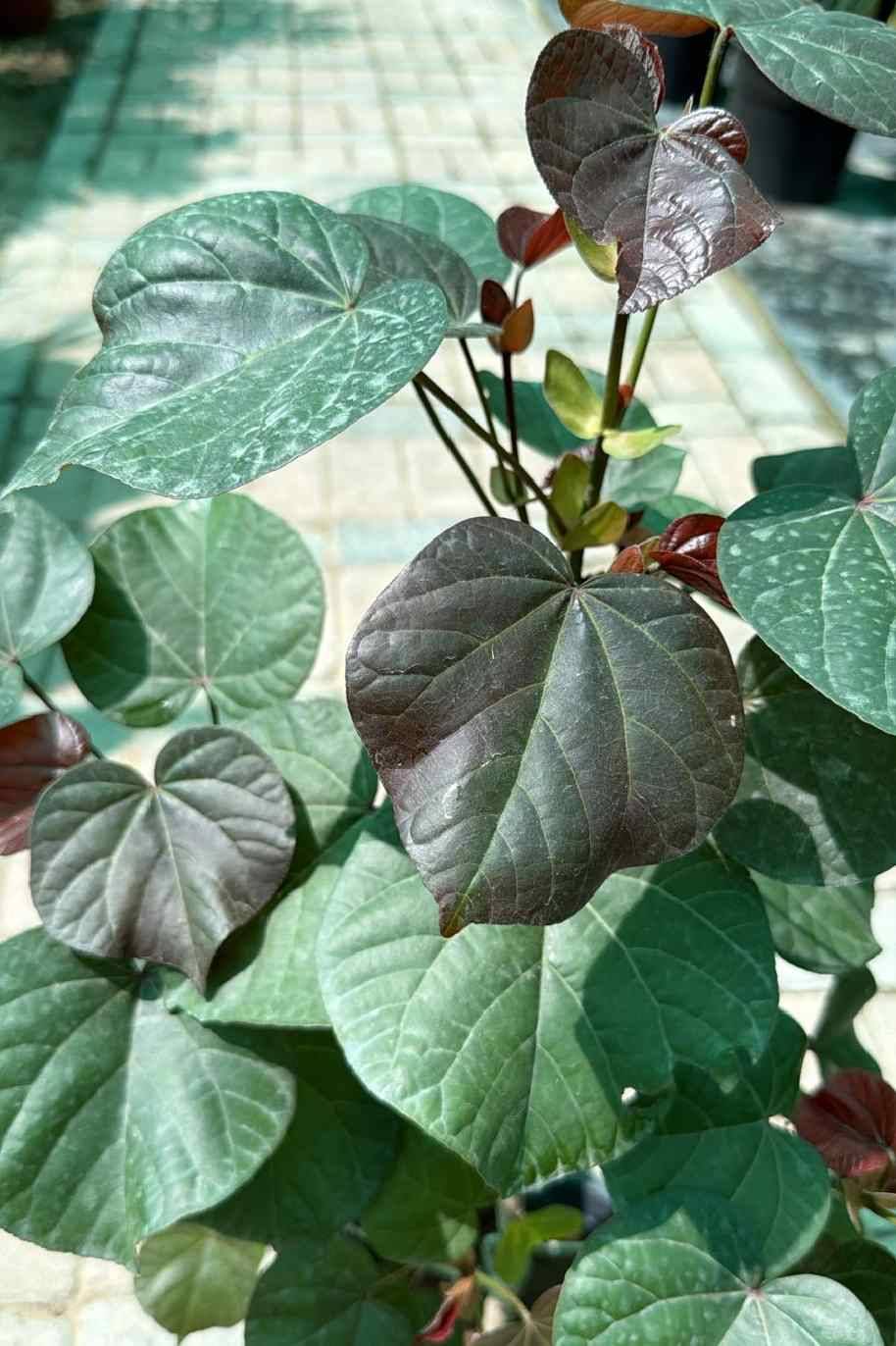 Hibiscus Tiliaceus Rubra