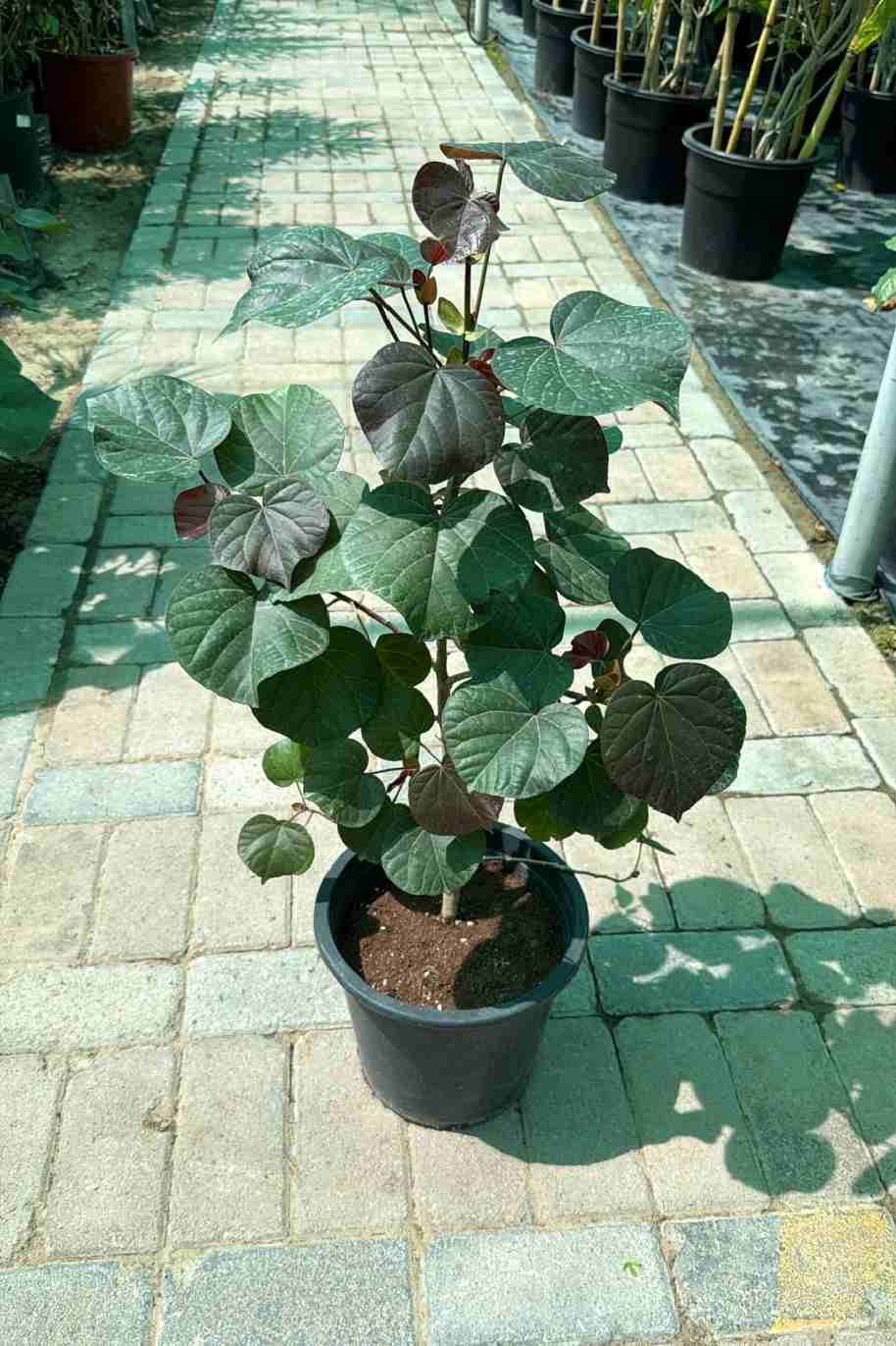 Red Beach Hibiscus