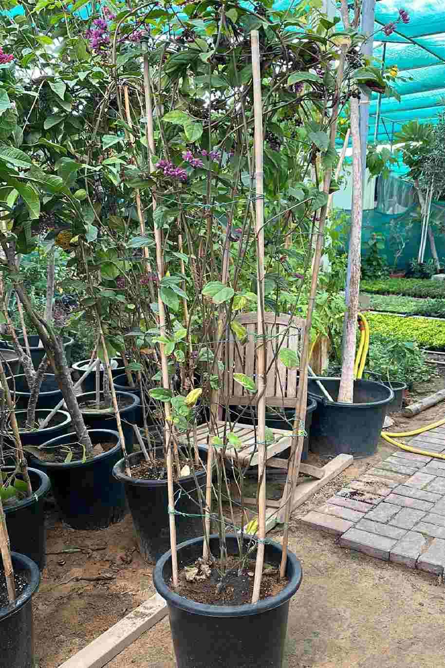 Clerodendrum thomsoniae