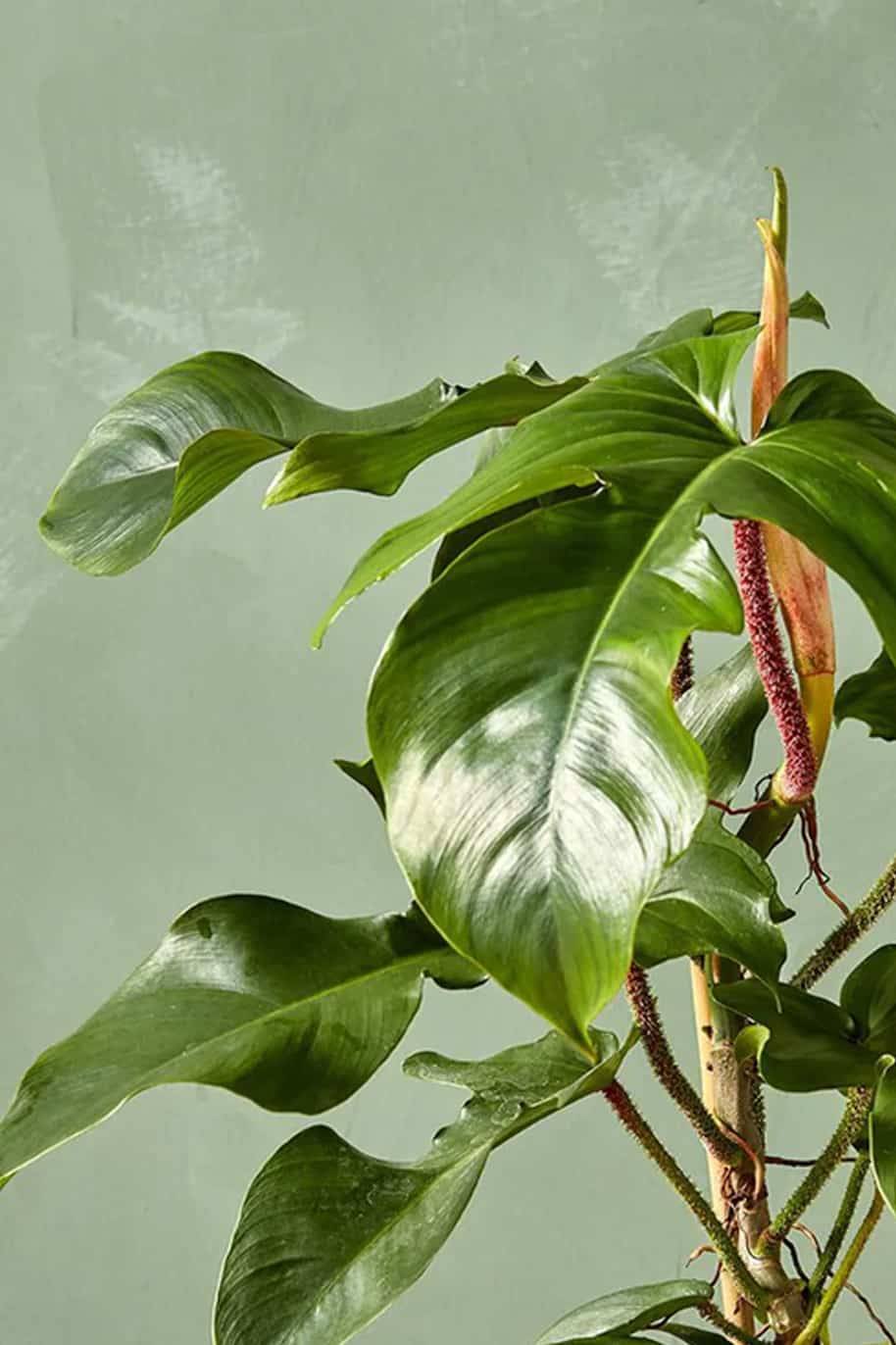 Red Bristle Philodendron - philodendron red squamiferum - image 2
