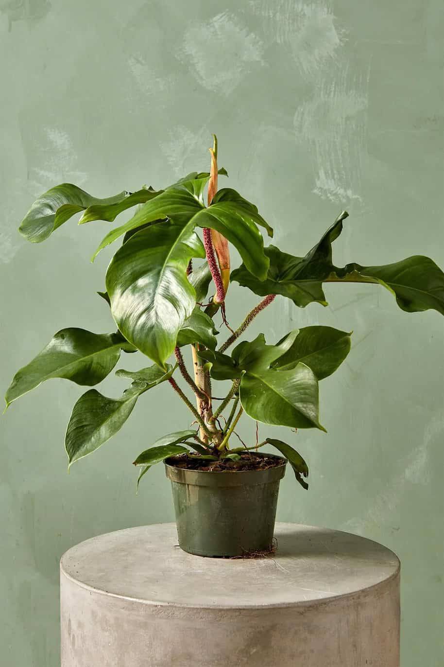 Red Bristle Philodendron - philodendron red squamiferum