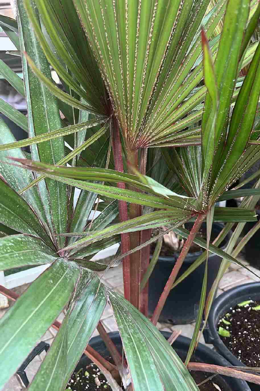 Latania lontaroides