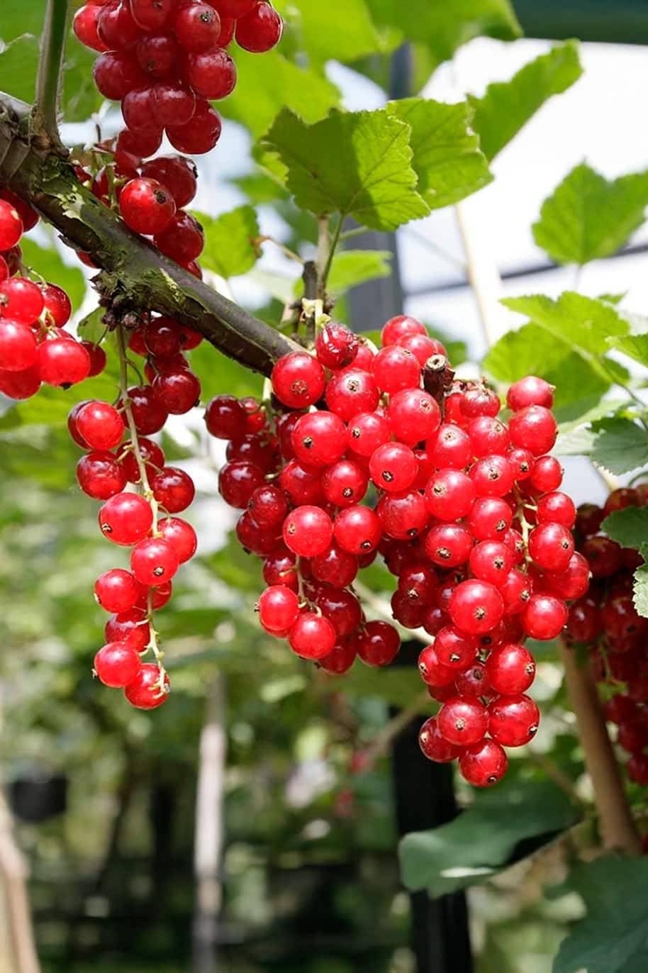 Redcurrant Cherry Seeds - Redcurrant
