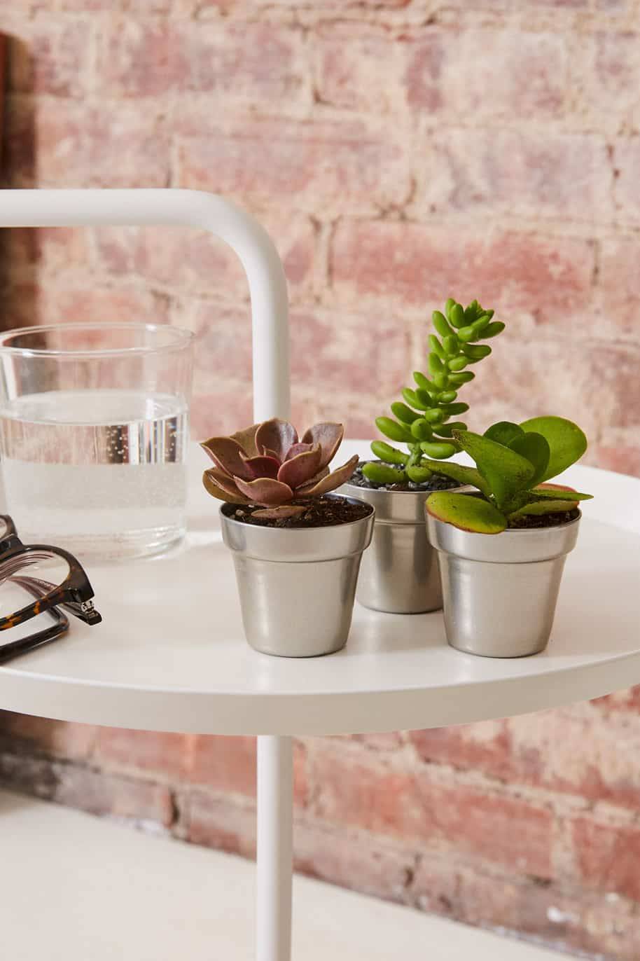 Succulents