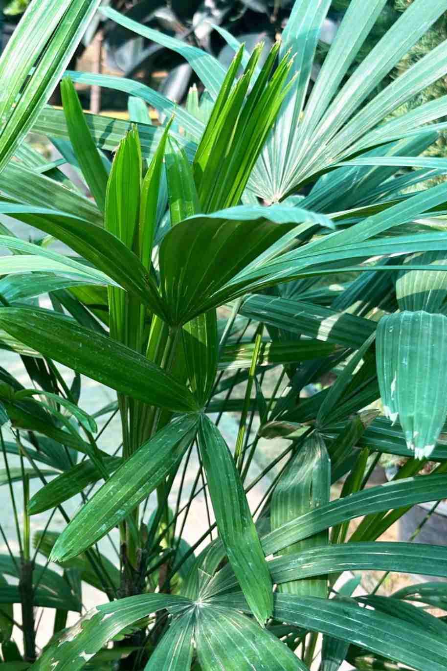 Rhapis Excelsa Tall - Rhapis Excelsa - image 2