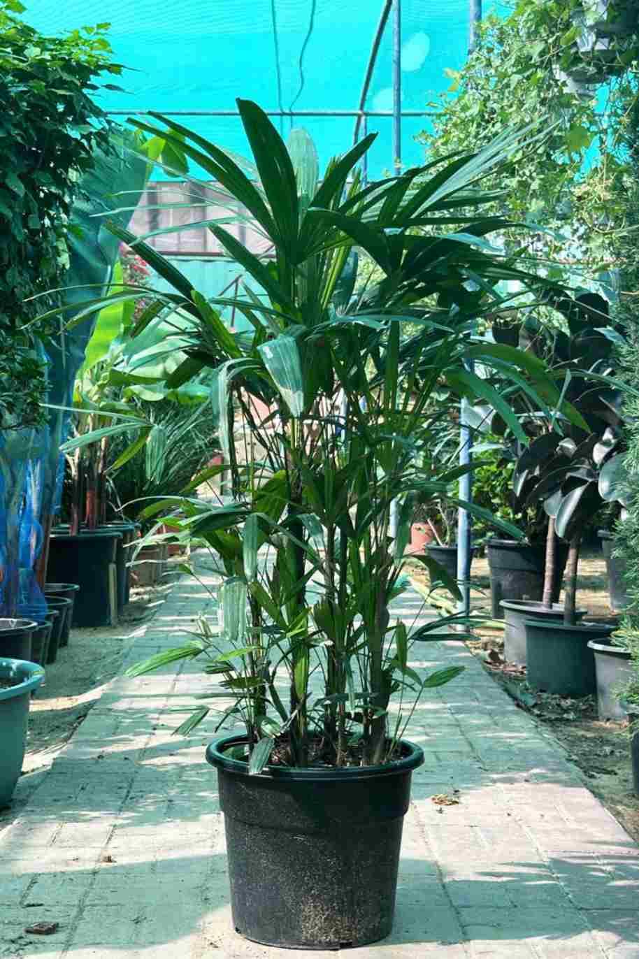 Rhapis Excelsa Tall - Rhapis Excelsa - image 1