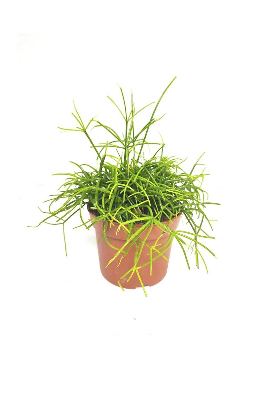Rhipsalis - Rhipsalis Cassutha