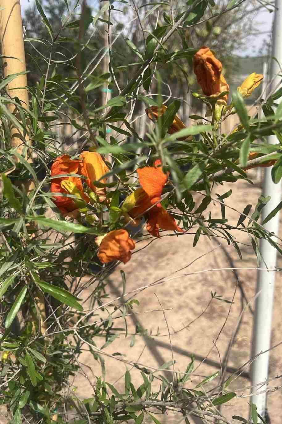 Rohida Tree or Tecomella Undulata