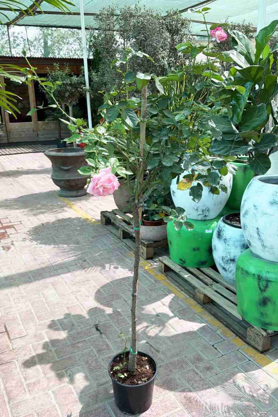 Rosal Grandiflora Tall