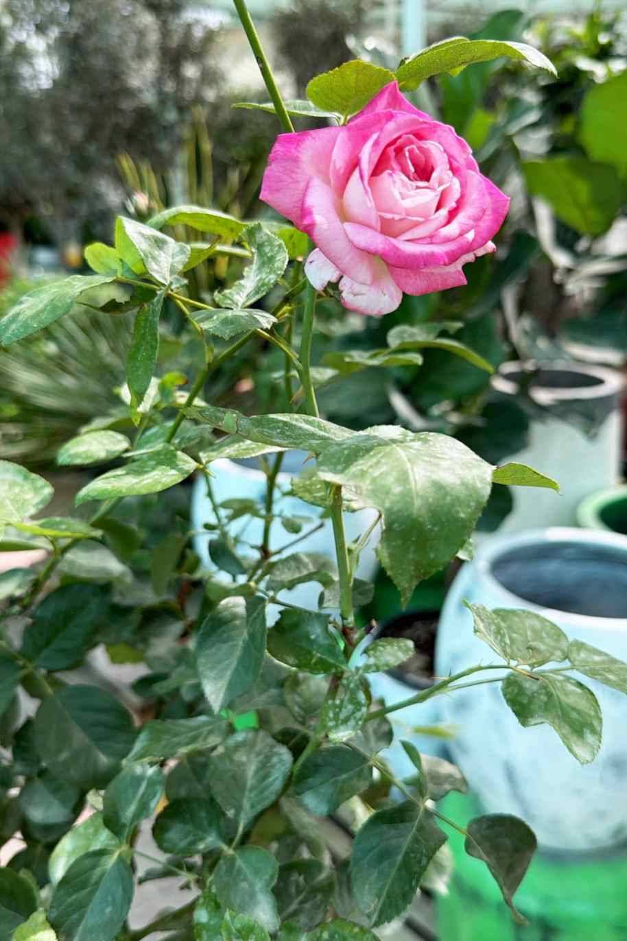 Rosa