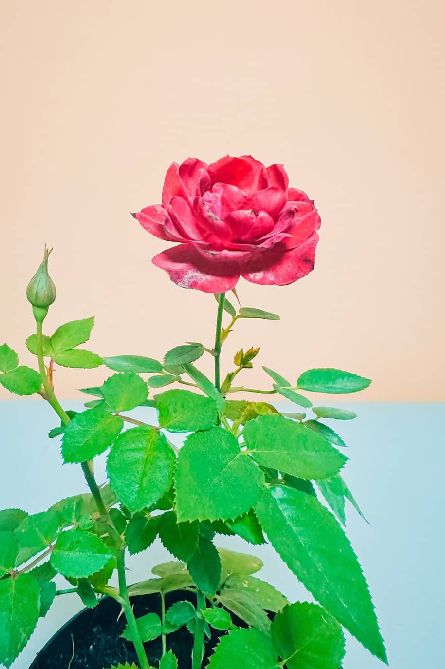 Rose Mini Holland