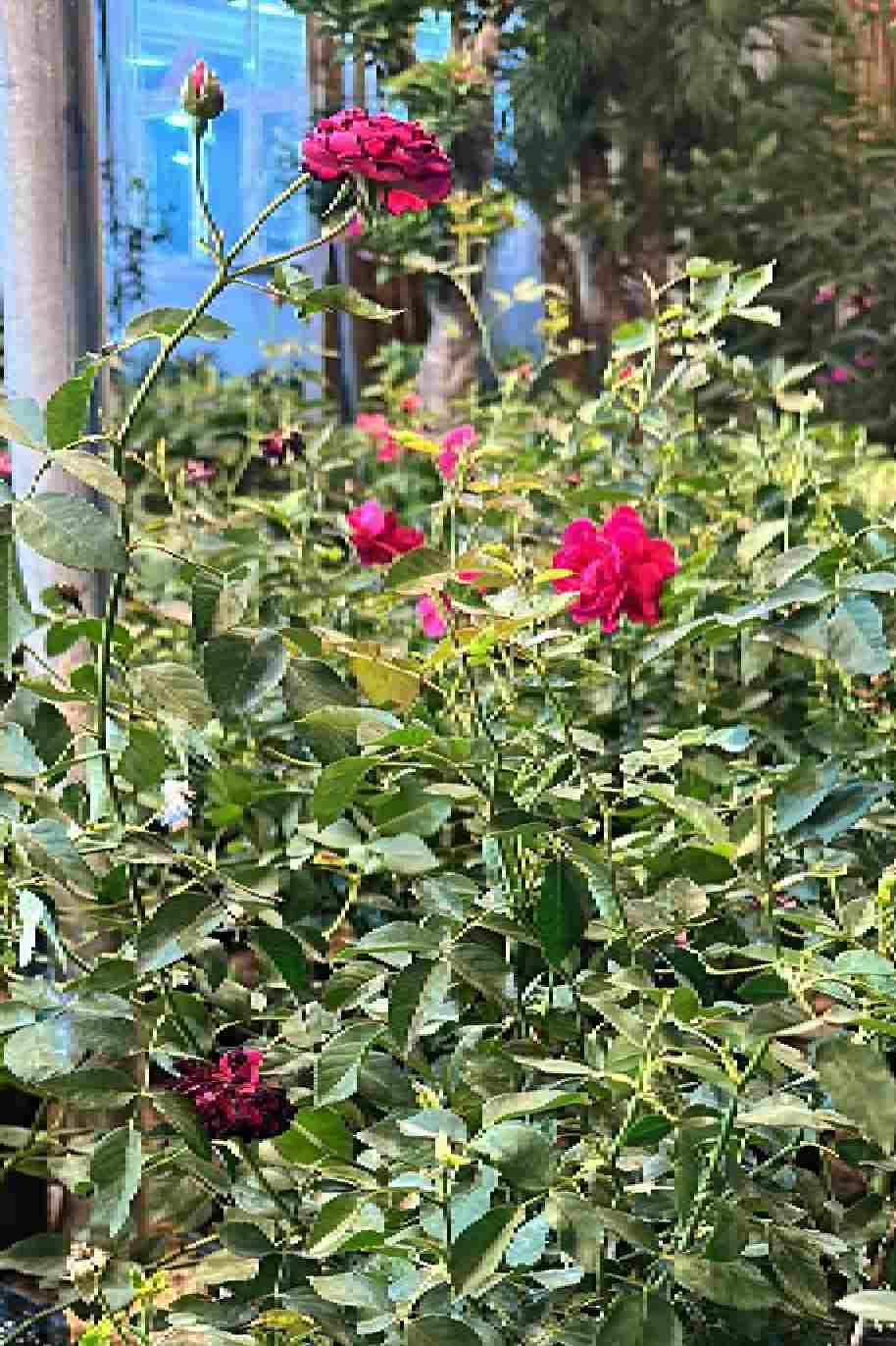 Rose Pakistan Outdoor