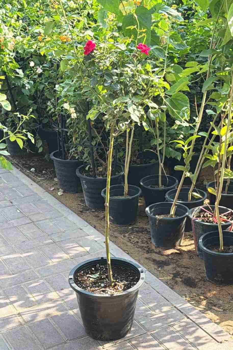 Rose Pakistan Tall