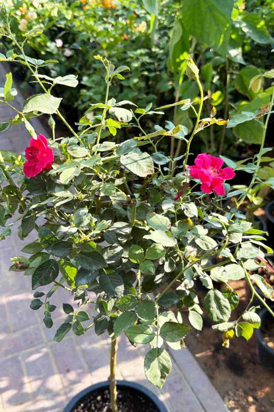 Rosa