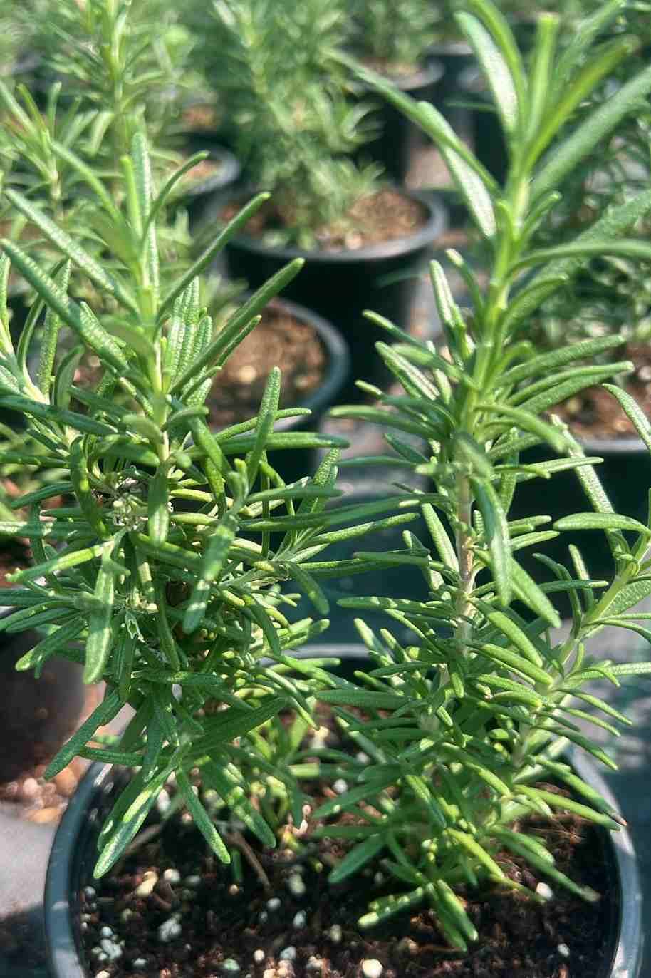 Rosemary