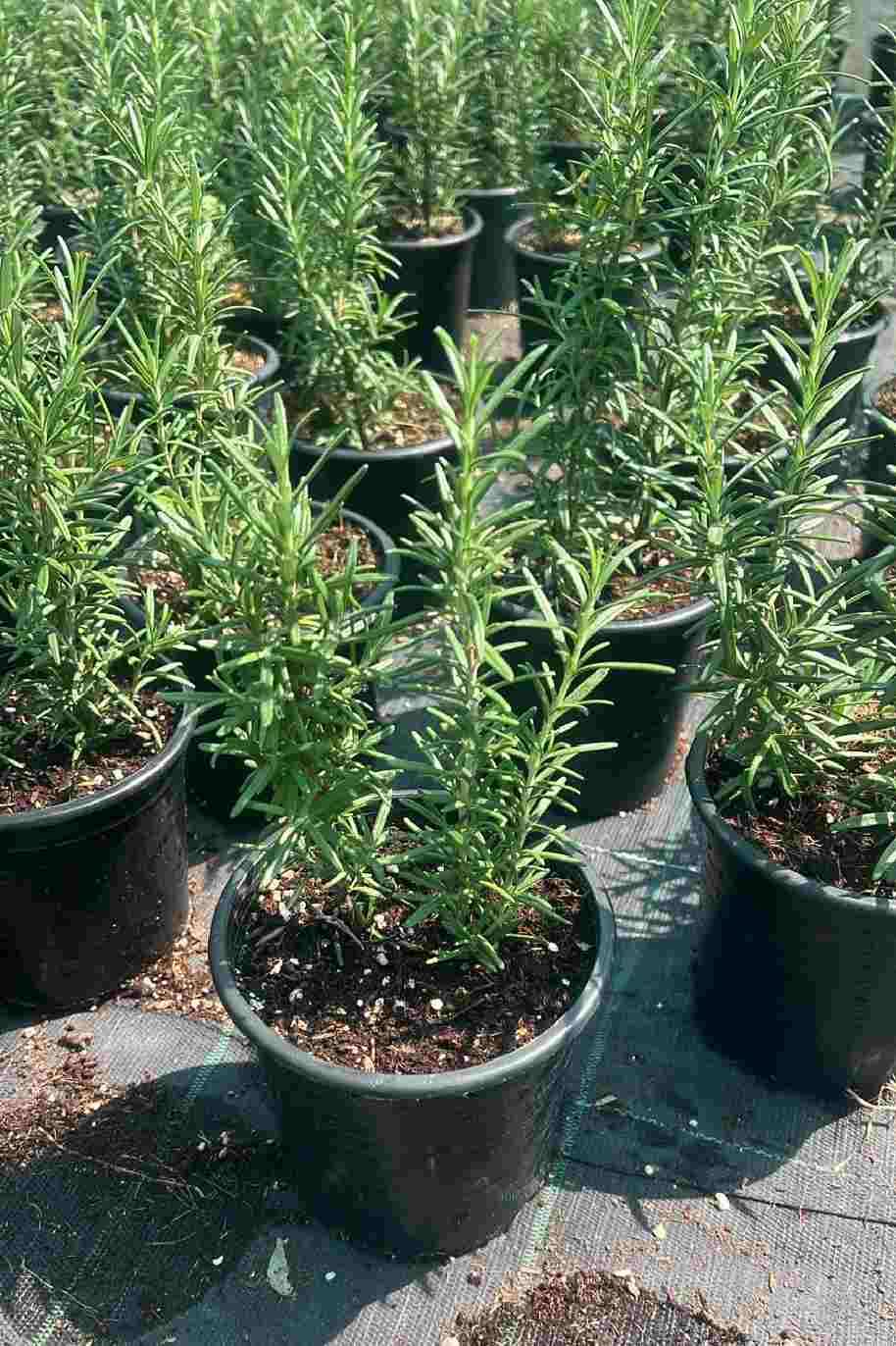 Rosemary