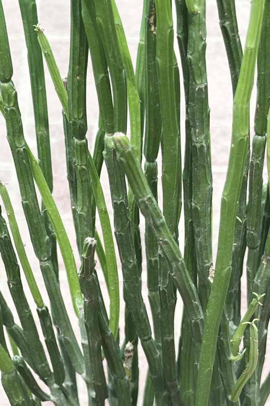 Equisetum Hyemale