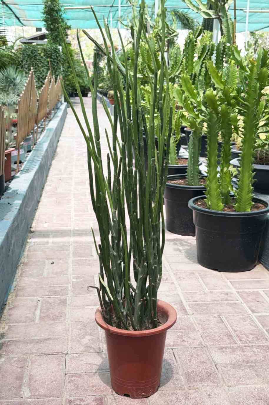 Rough Horsetail