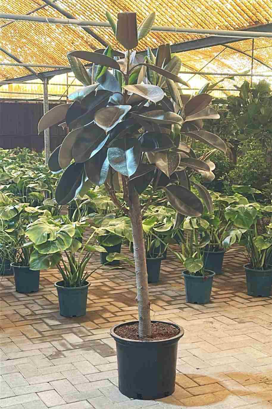 Rubber Plant Branched
