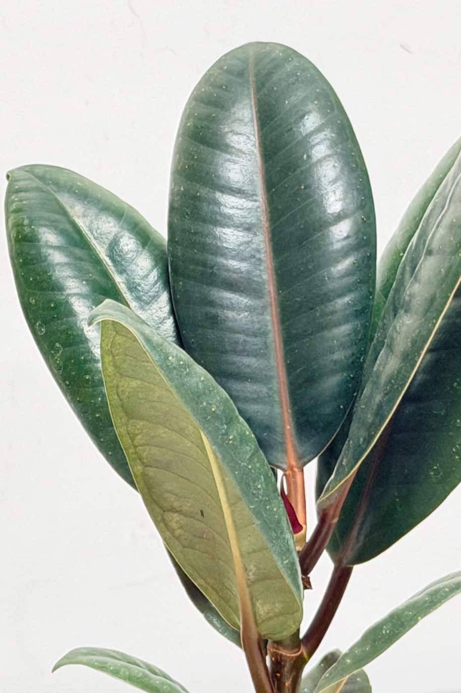 Ficus elastica
