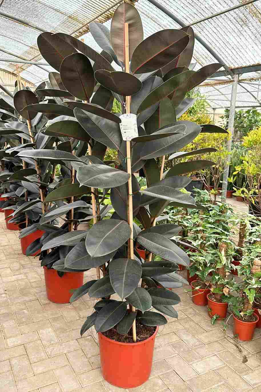 Rubber Plant Tall 3pp