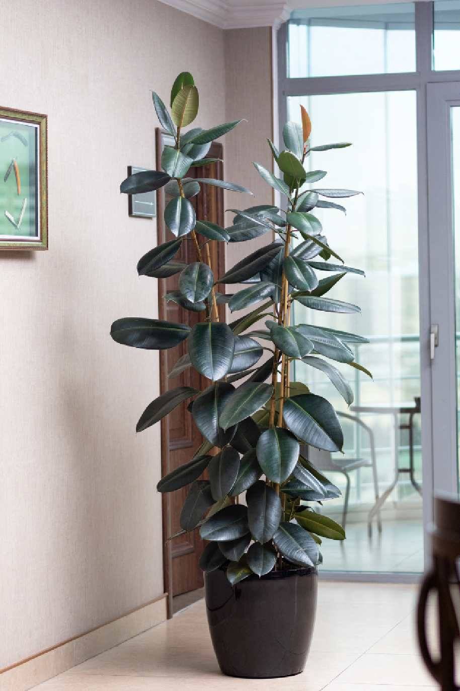 Rubber Plant Tall 3pp