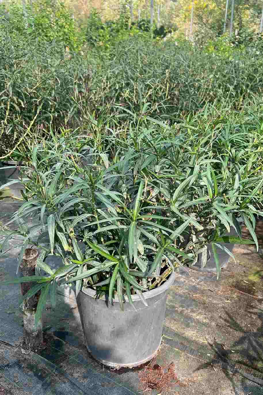 Ruellia Big - image 6