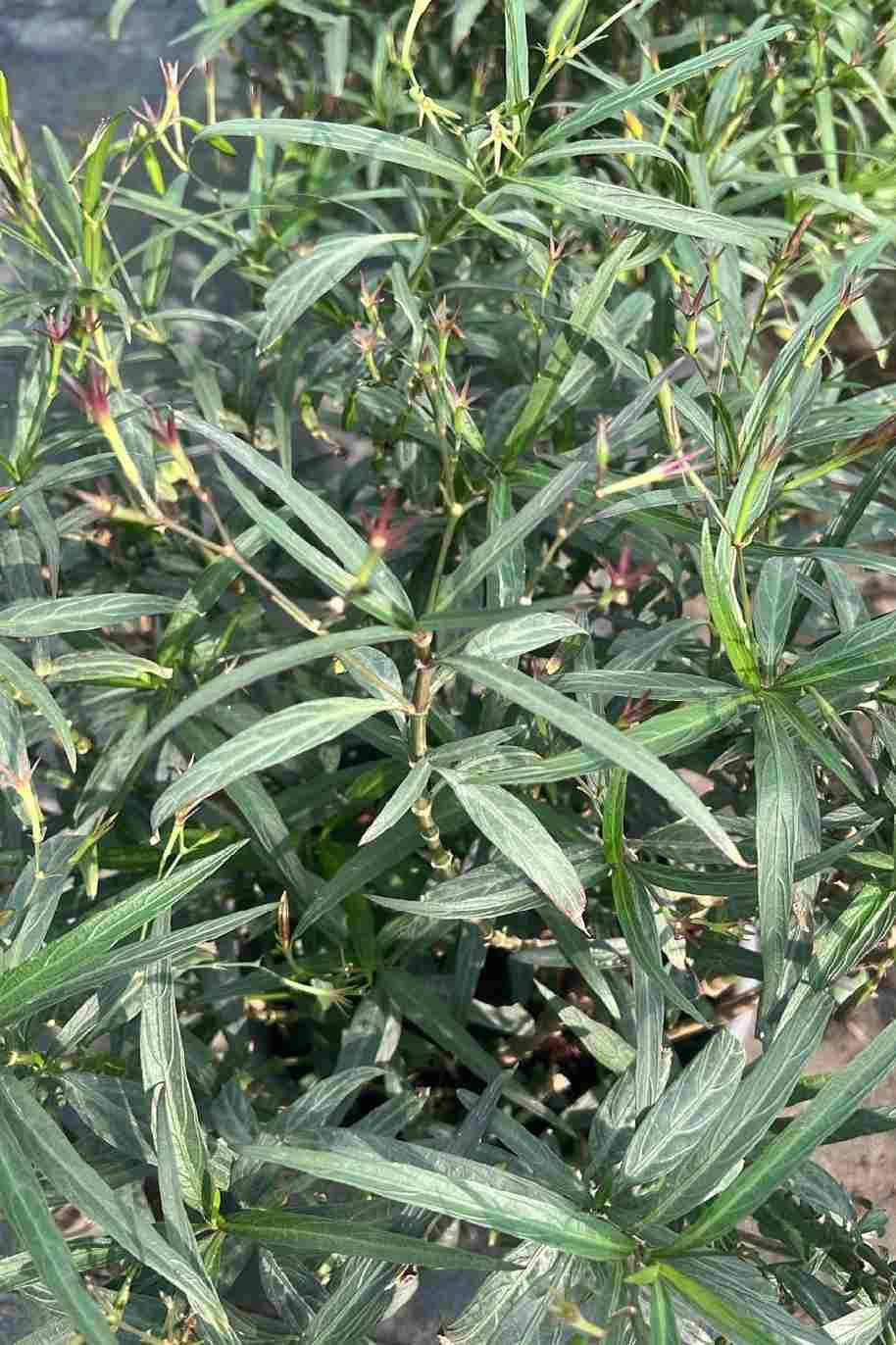 Ruellia Big - image 7