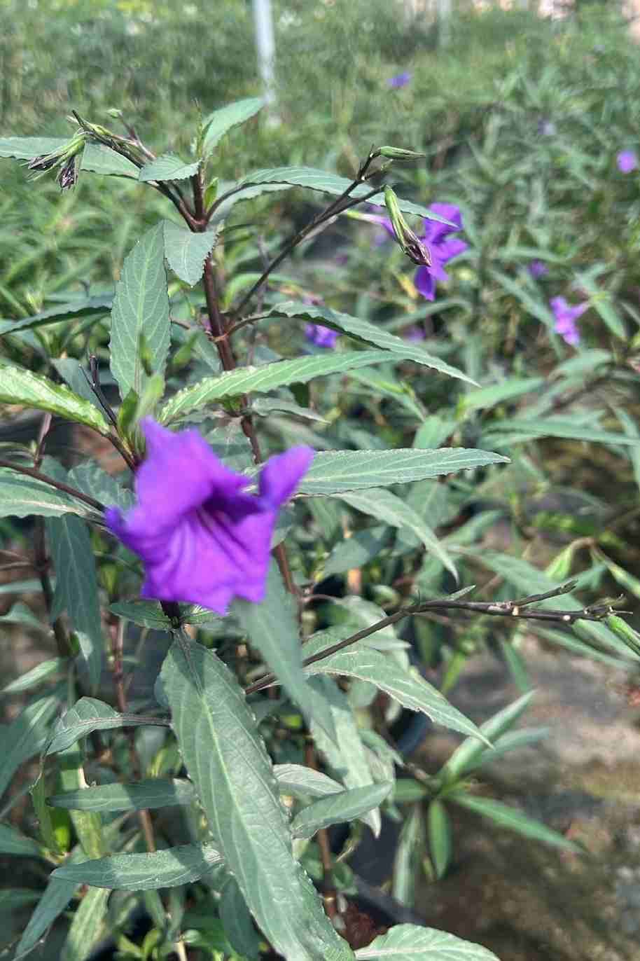 Ruellia Big - image 3
