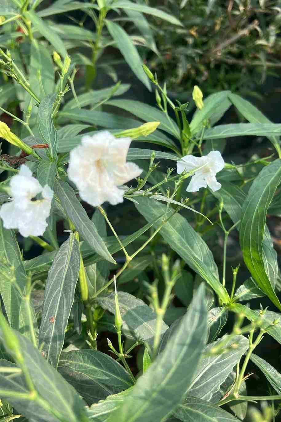 Ruellia Big - image 5