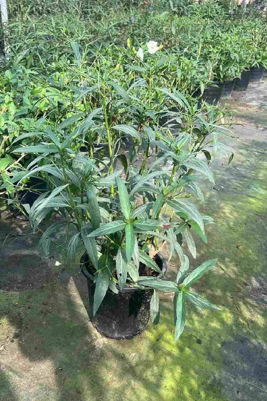 Ruellia Big - image 4