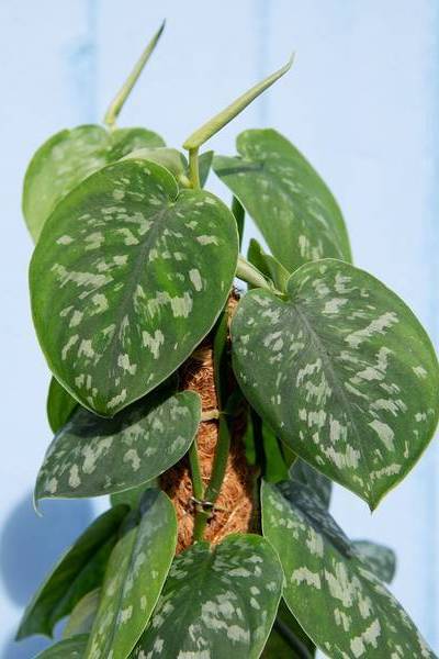 Scindapsus Pictus - Scindapsus Pictus - image 2