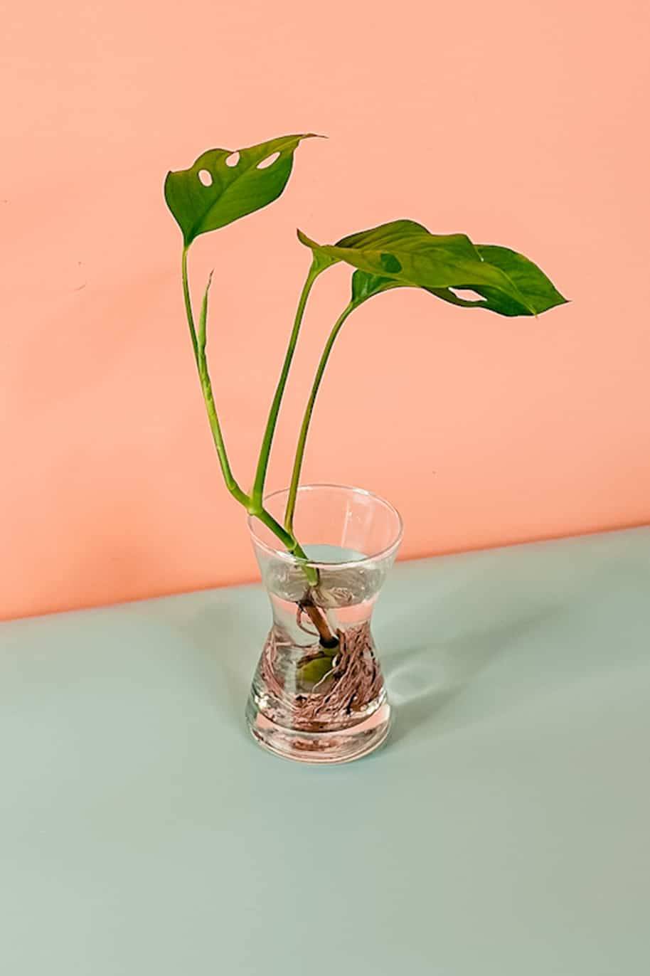 Swiss cheese Cuttings