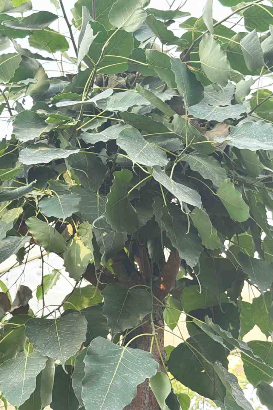 Sacred Fig Tree