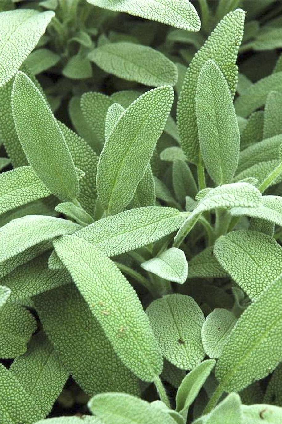 Sage Seeds