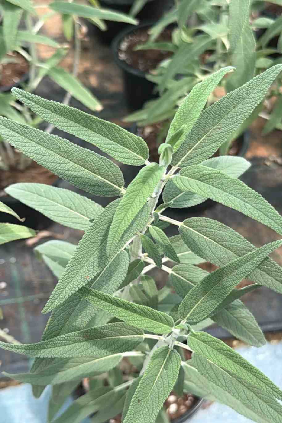 Sage plant