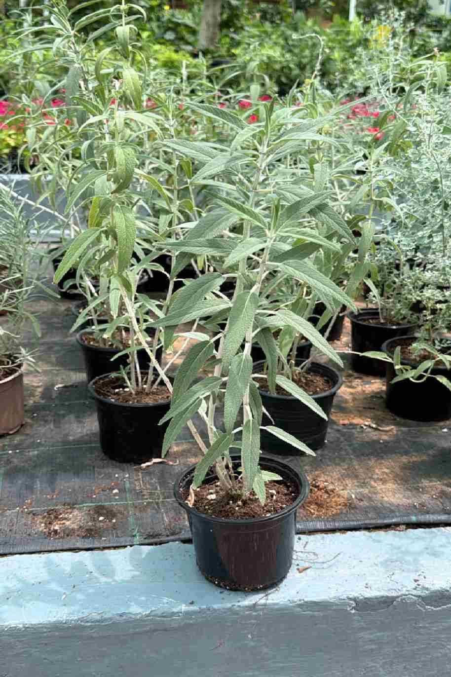 Sage plant