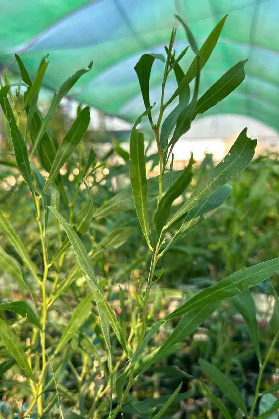 Acacia Ampliceps