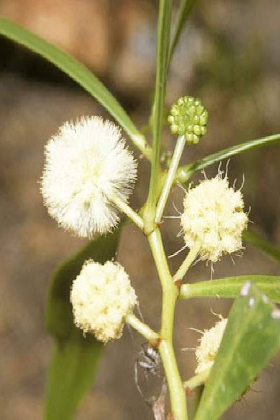 Salt Wattle or Acacia Ampliceps