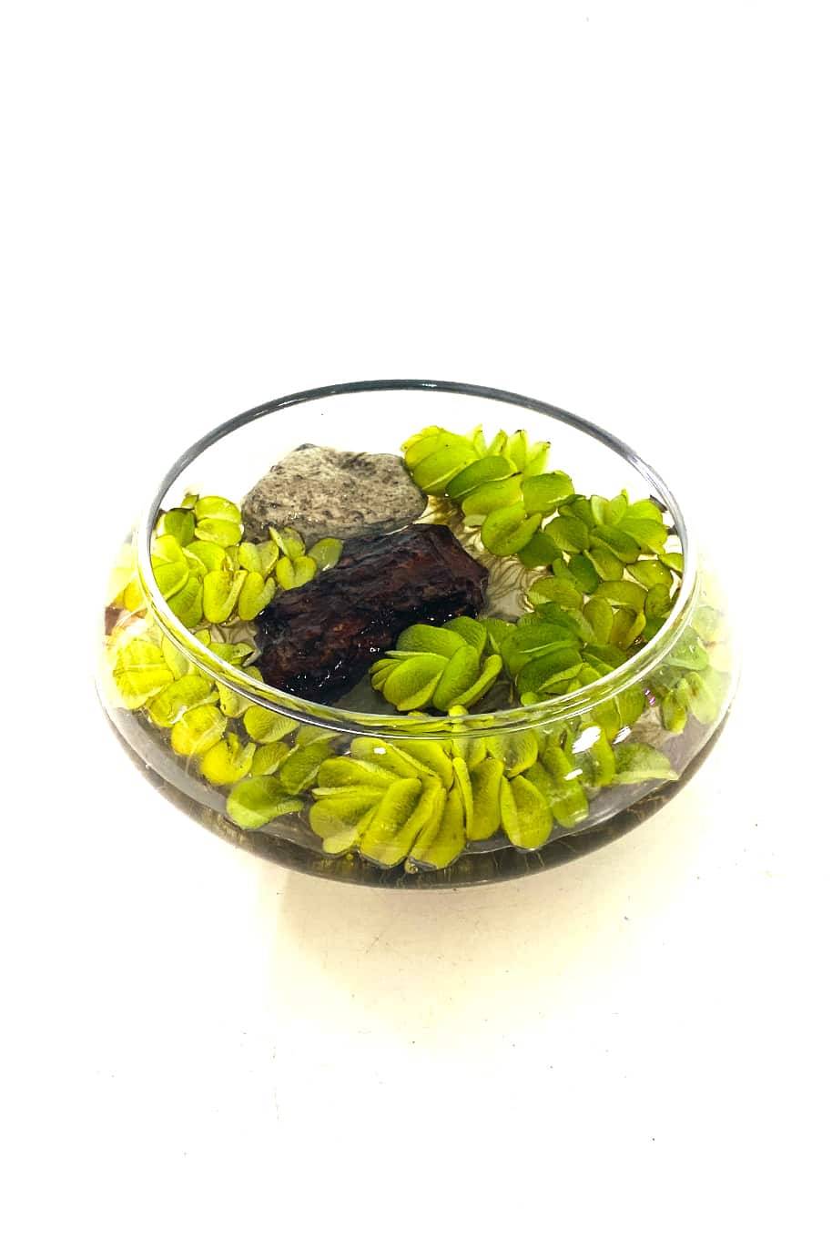 Salvinia Water Plant Arrangement