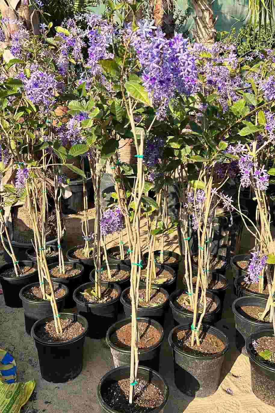 Sandpaper Vine - Queen's Wreath