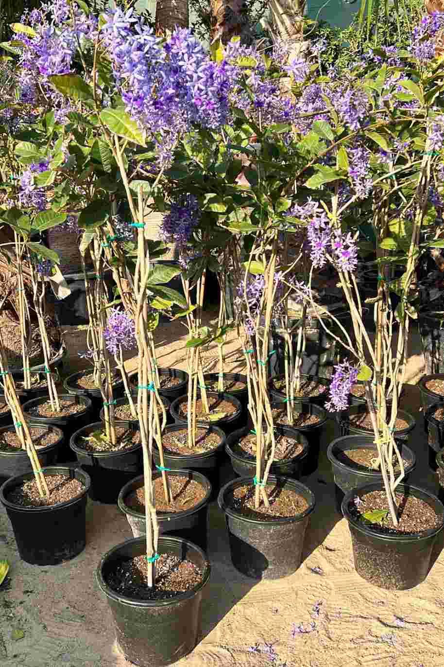 Petrea Volubilis