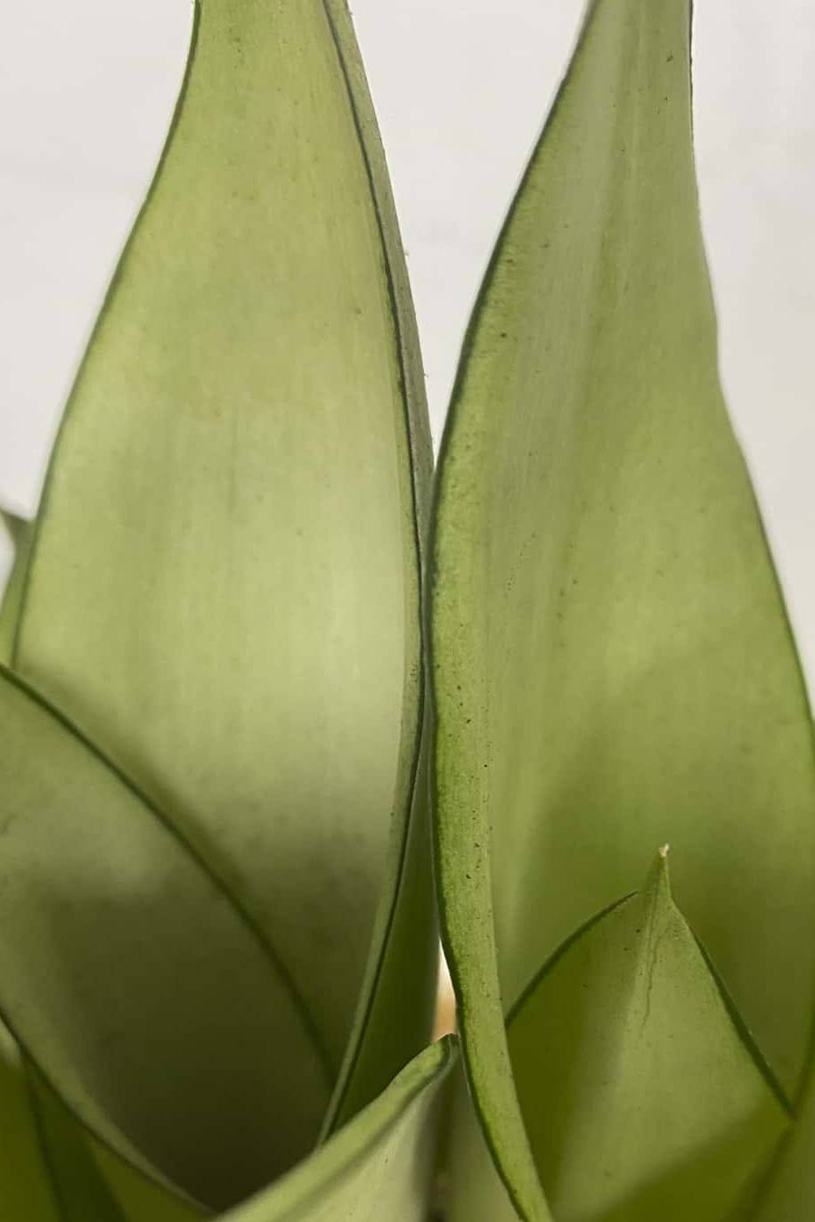 Sansevieria