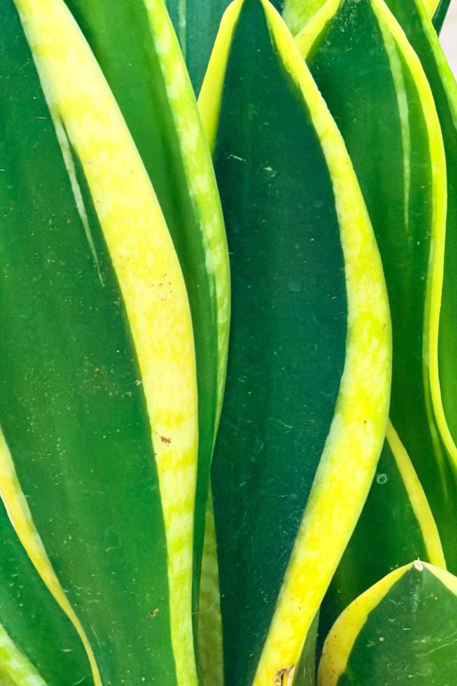 Sanseveria