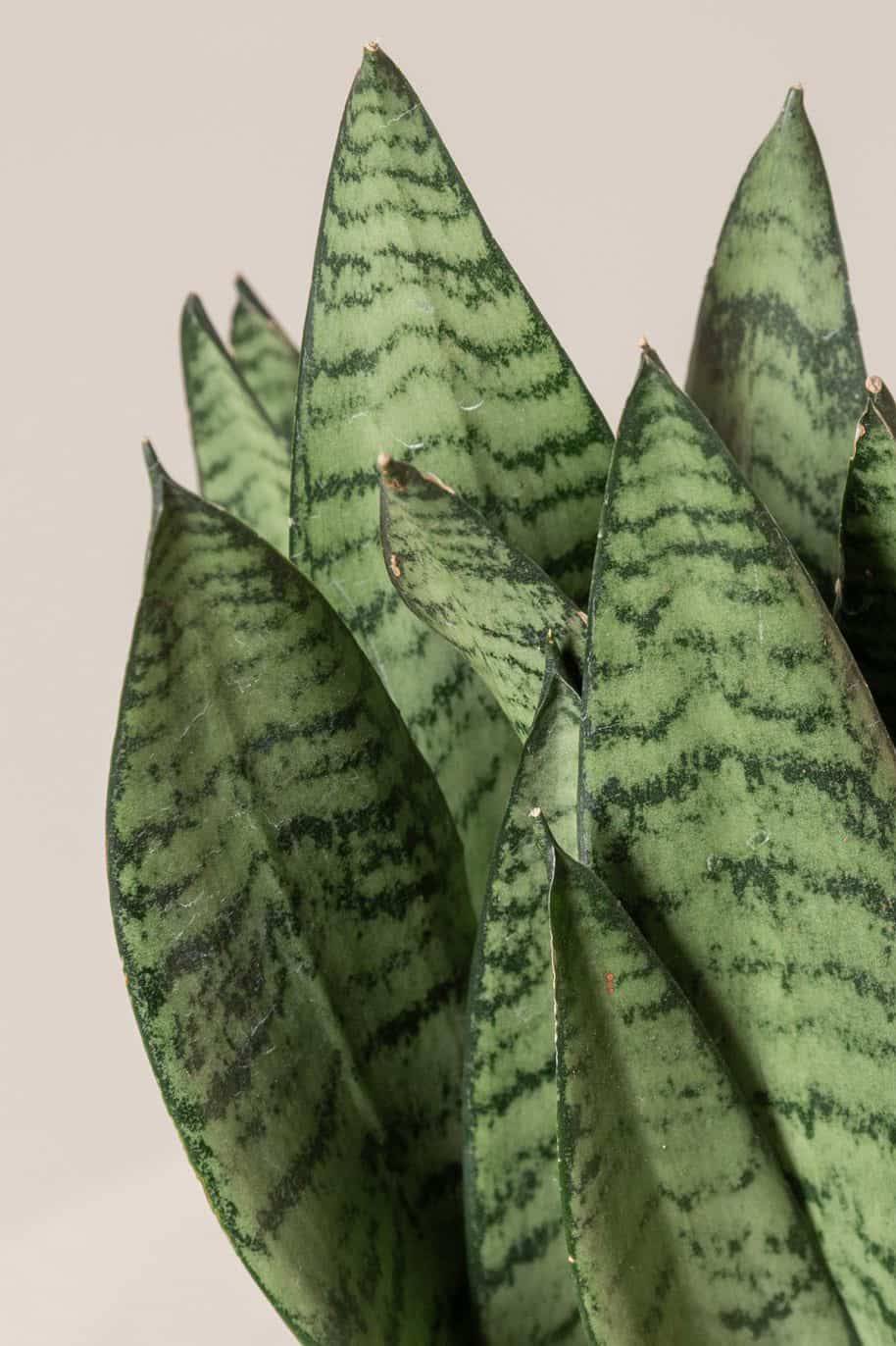 Sansevieria