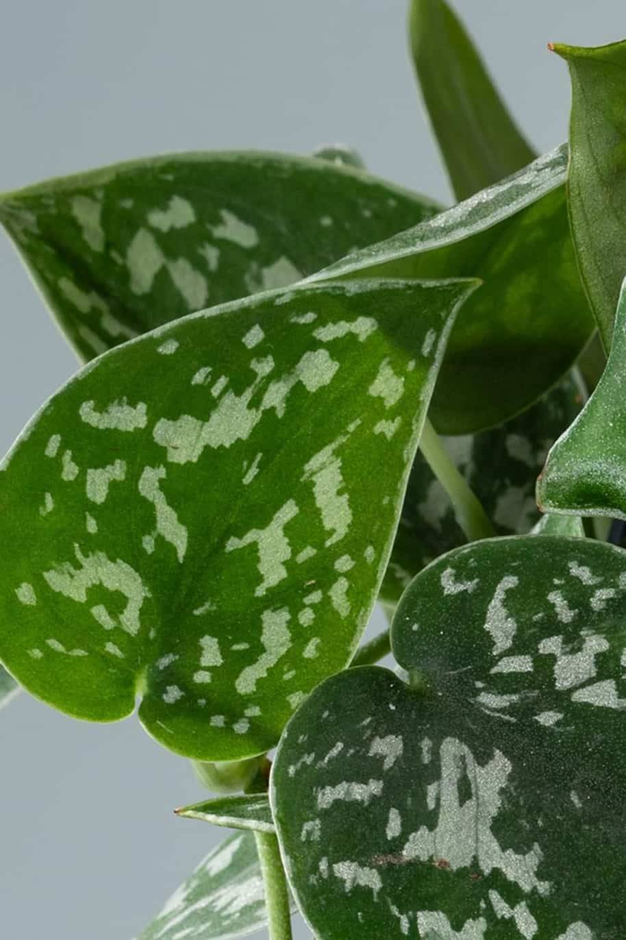 Scindapsus Pictus 'Argyraeus'