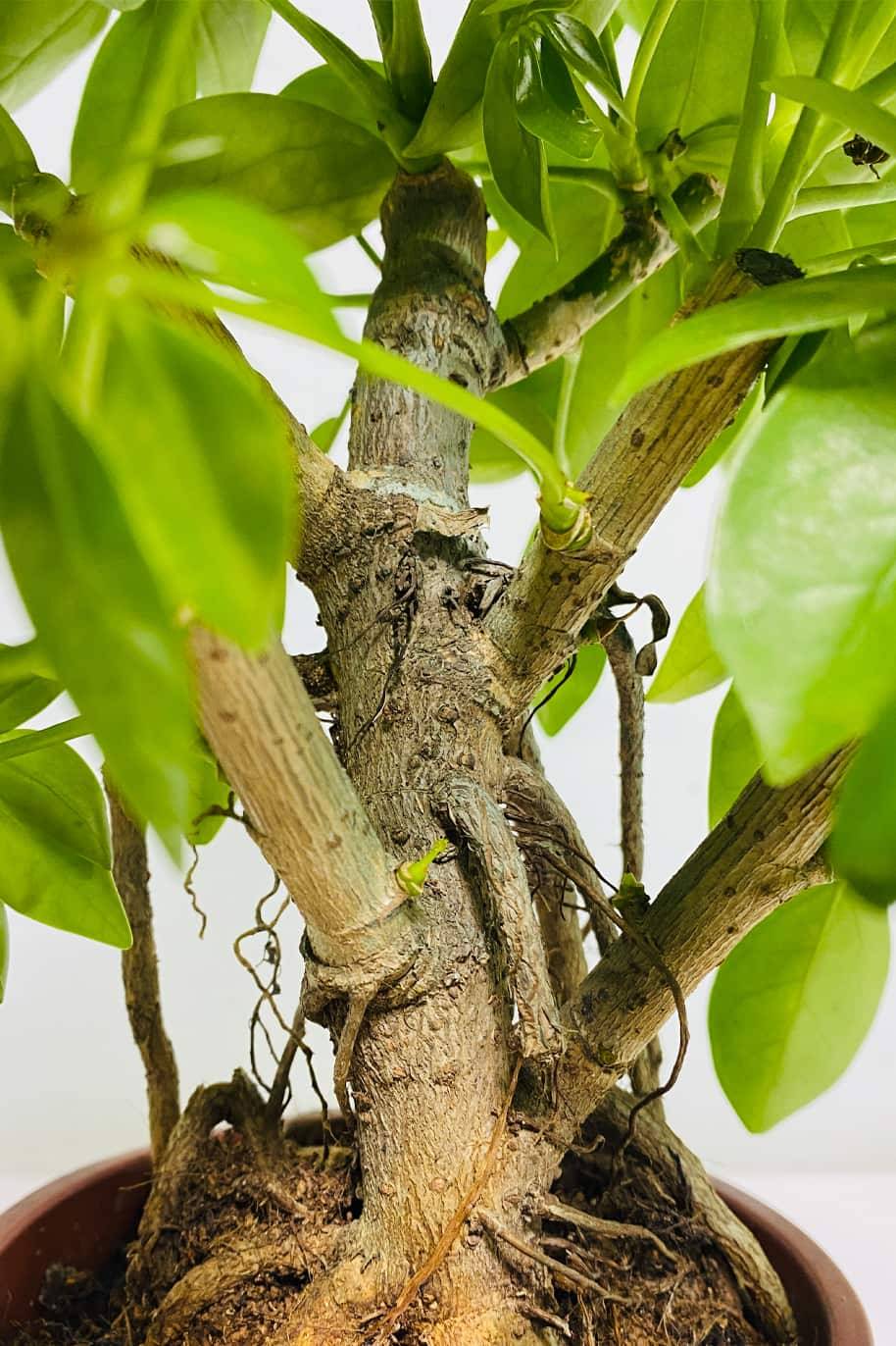 Schefflera  Bonsai Dwarf Branched