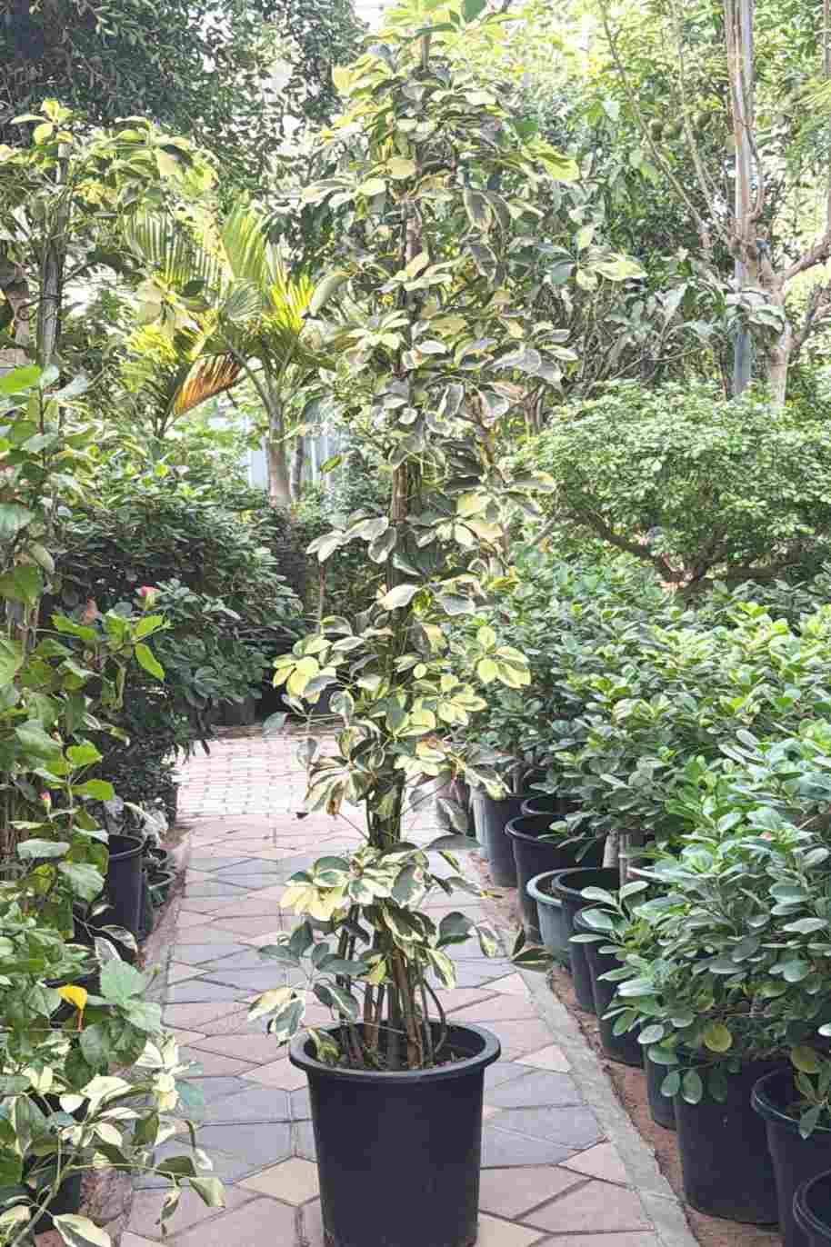 Schefflera Variegated Tall