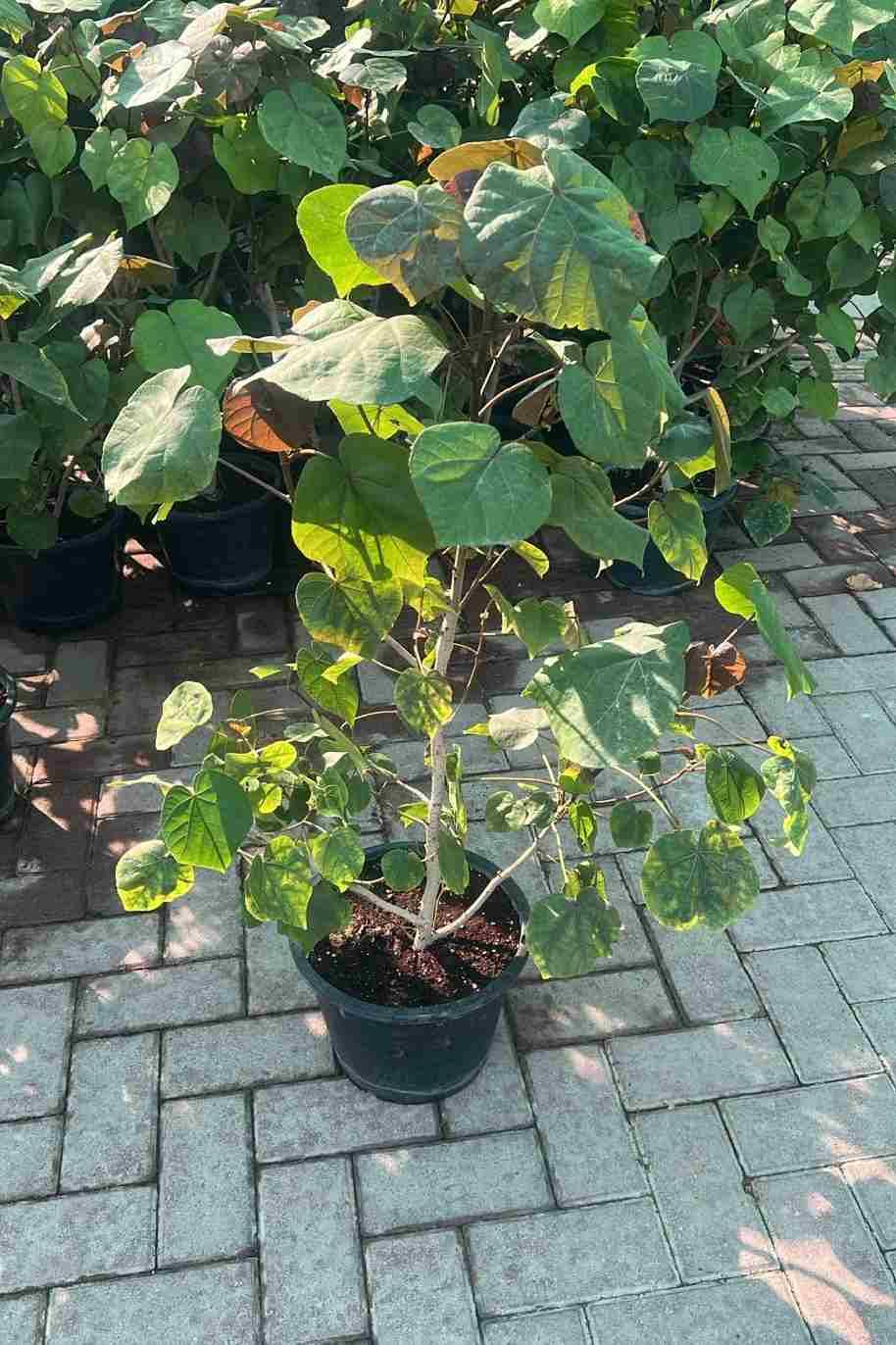 Sea Hibiscus