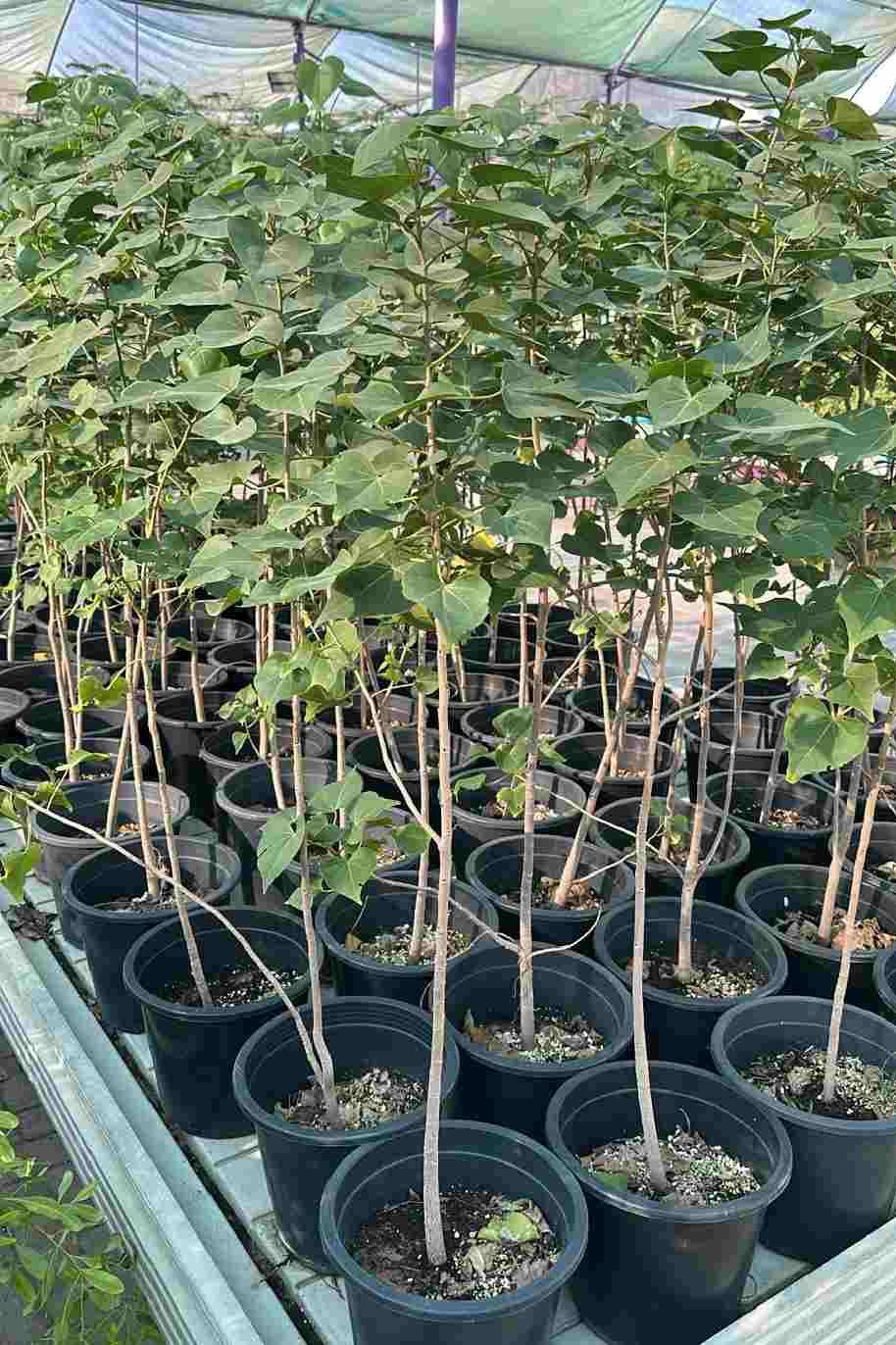 Hibiscus tiliaceus